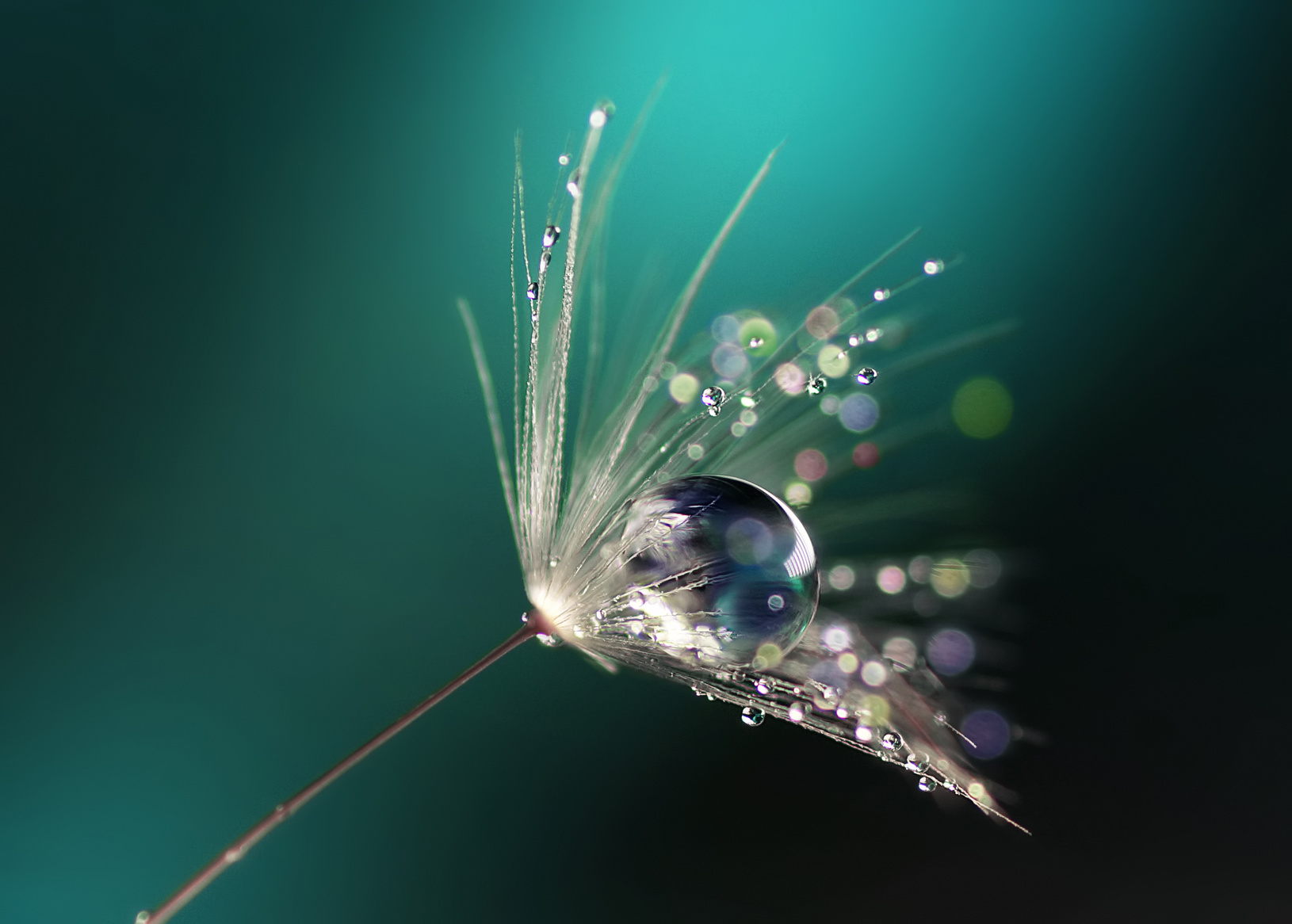 Beautiful shiny dew drops on a dandelion seed. Close-up. Sparkling bokeh. Beautiful blue background.