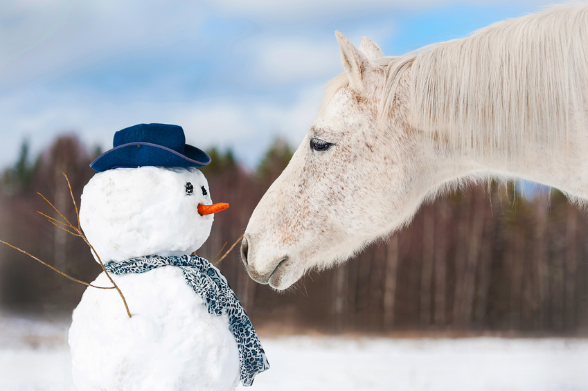 Portrait of grey horse with snowman